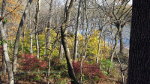 Fall colors in Indiana