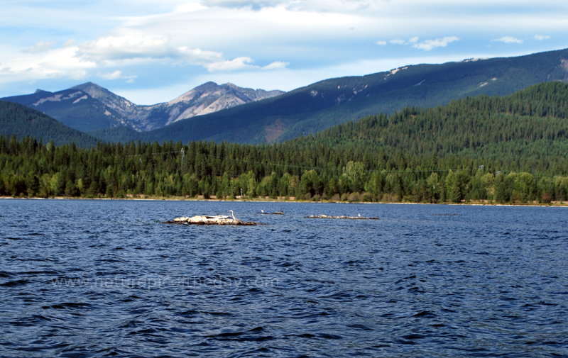 Crane and other birds on the Clark Fork