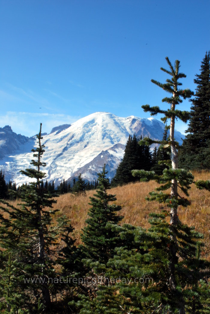 Mount Rainier from Sunrise Visitor Center