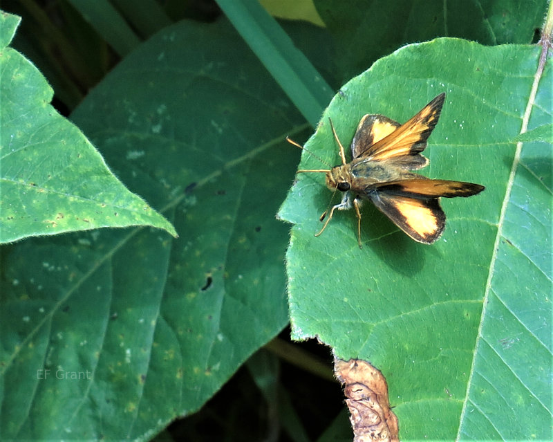 Handsome Moth