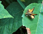 Handsome Moth