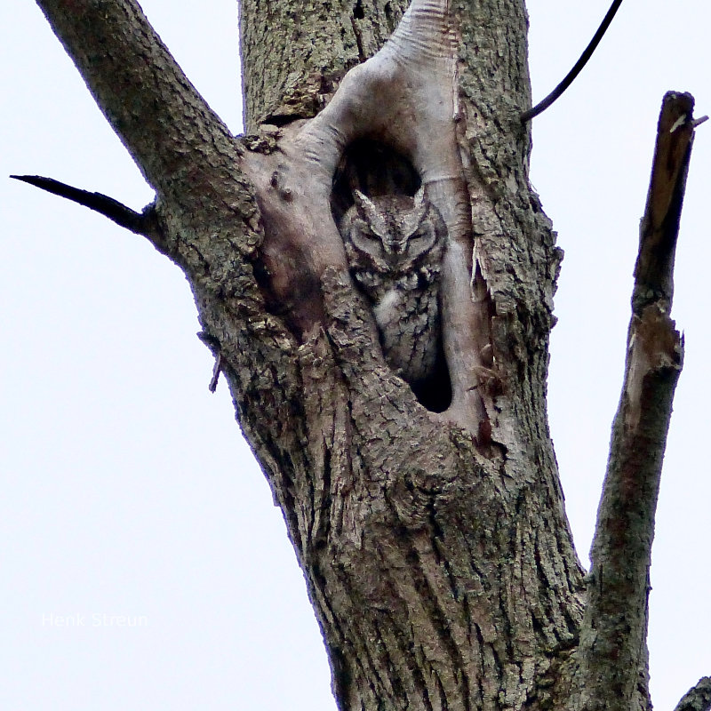 Handsome Owl with a nice nest in a tree in Ontaria, Canada