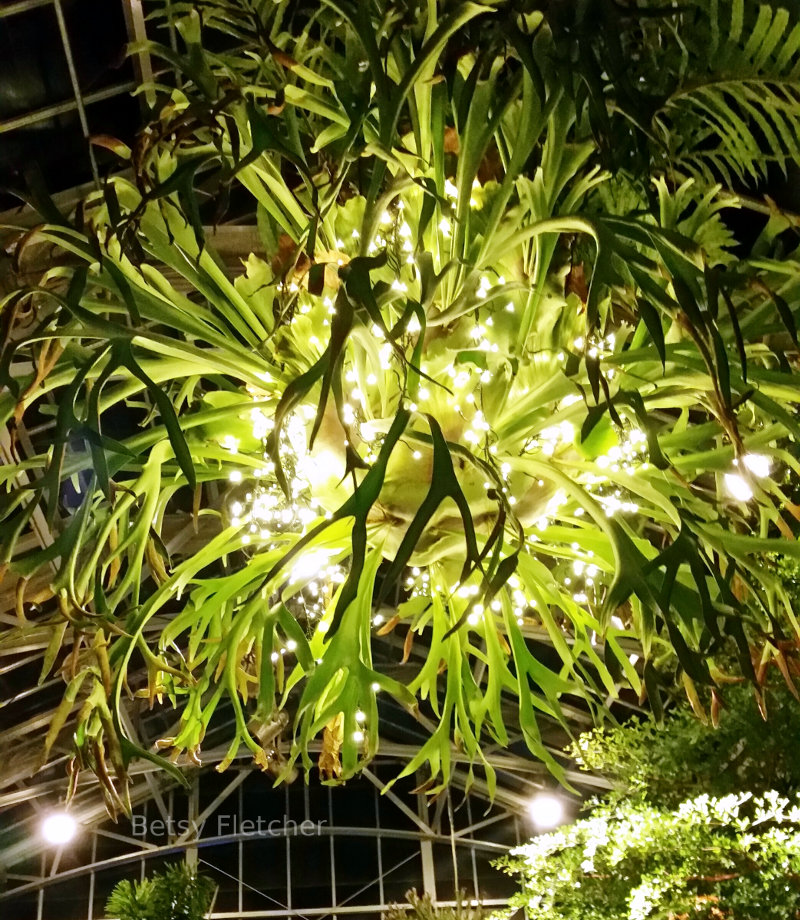 Staghorn Fern at Gintner Botanical Garden, Richmod, VA