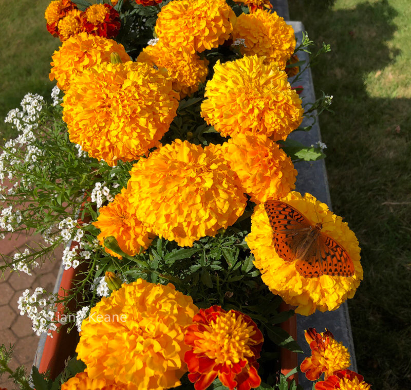 Marigolds and Butterflys in Montana