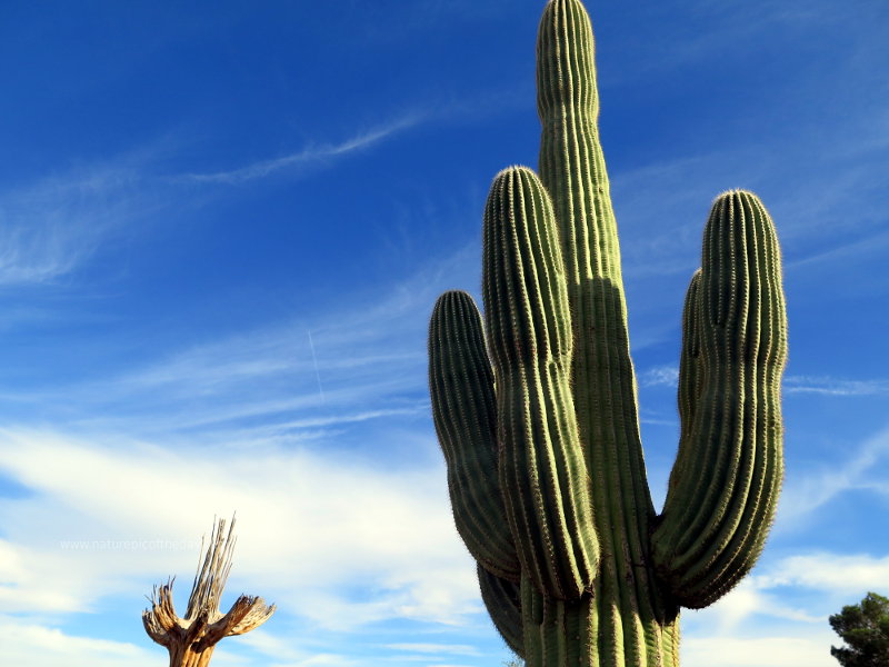 Green Saguaro and Blue Sky