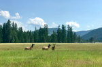 Elk in Montana