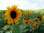 Sunflowers in Idaho