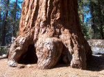 Sequoia in Kings Canyon National Forest