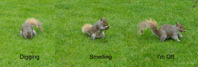 Squirrel at the York Museum Grounds, York, UK