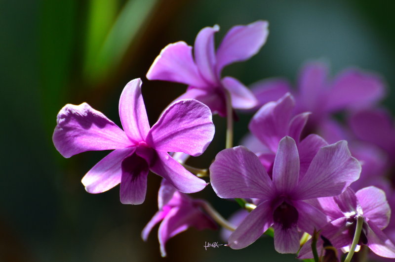 Purple Flower in Brazil