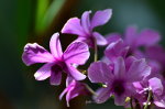 Purple Flower in Brazil