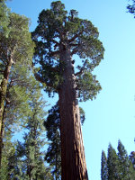 Sequoia in California