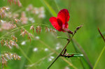 Beautiful Brazilian Flower