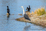 Water Fowl in Australia