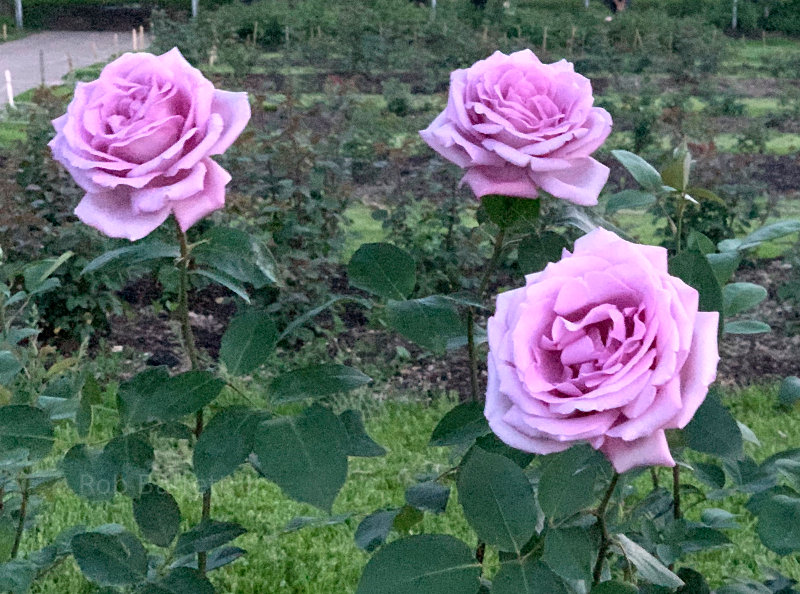 Roses in Minnesota