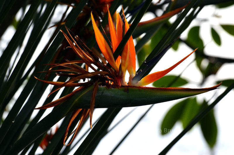 Flower in Brazil