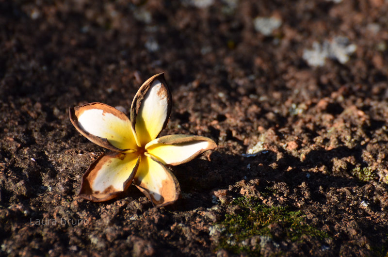 Fallen flower in Brazil