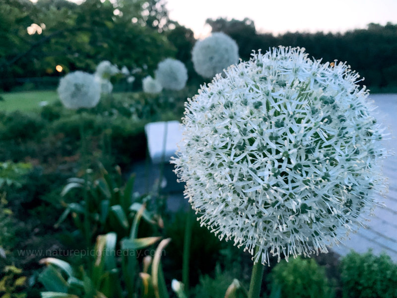 Twilight Puff Balls in Minnesota