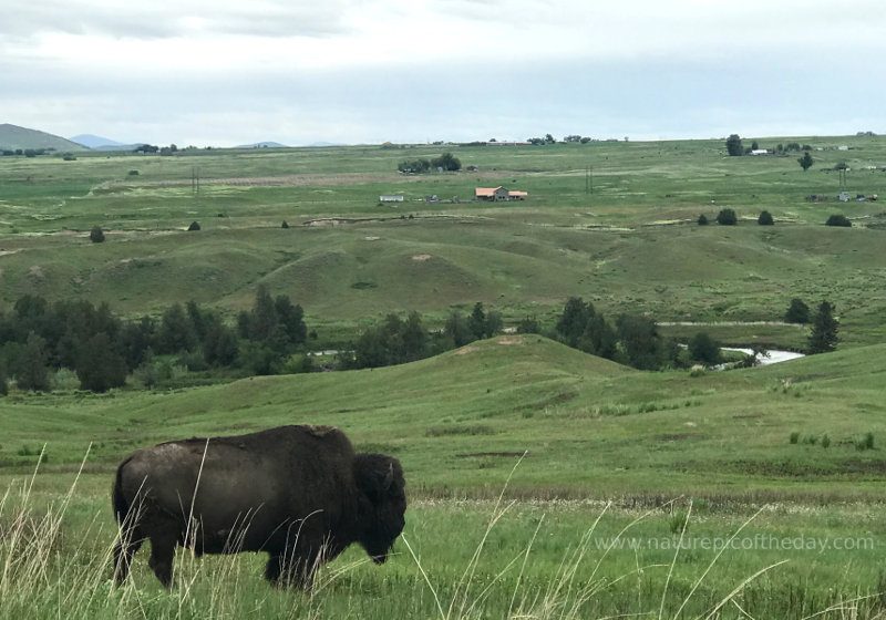 Buffalo in Montana