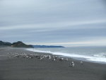 Seagulls on the Beach