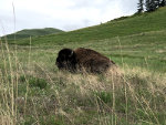 Buffalo at the National Bison Range in Montana