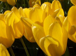 Tulips in Skagit Valley