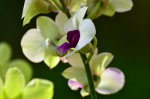 Beautiful Brazilian Flowers