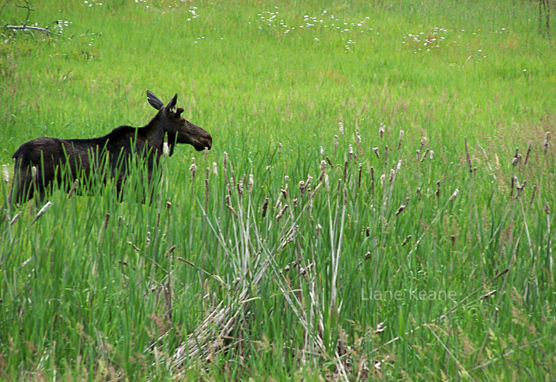 Moose in Montana