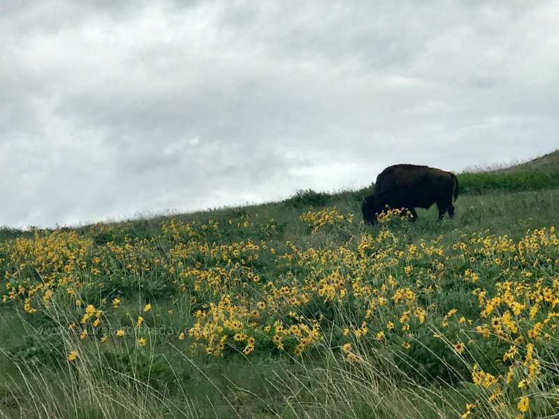 Buffalo in Montana