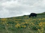 Buffalo in Montana