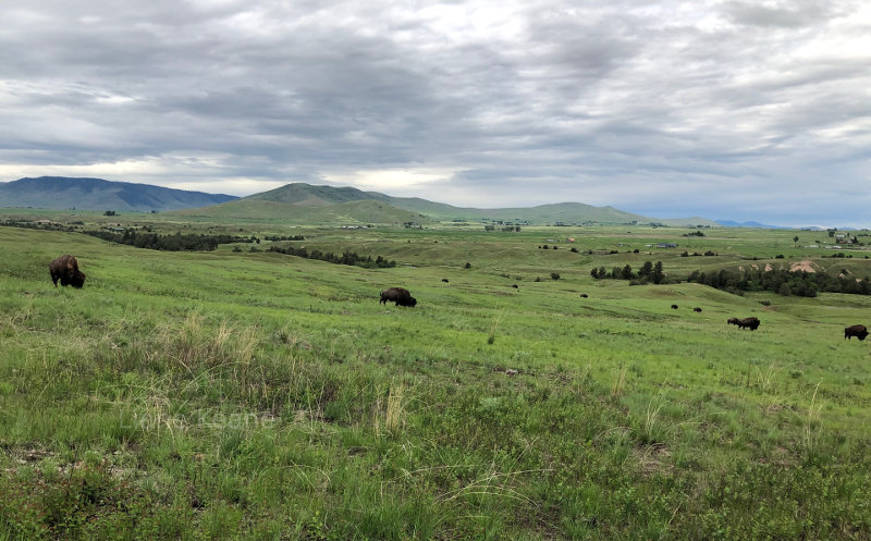 Buffalo in Montana