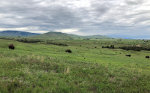 Buffalo in Montana