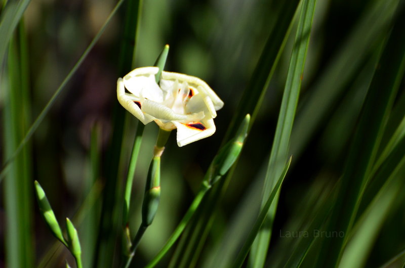 Beautiful Brazilian Flower