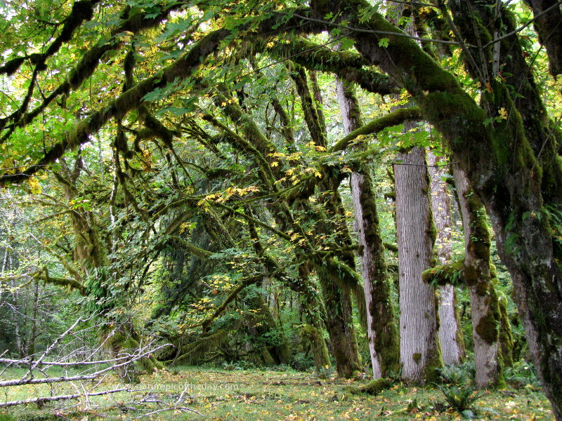 Hoh Rainforest