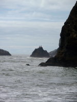 Seagulls in Washington State