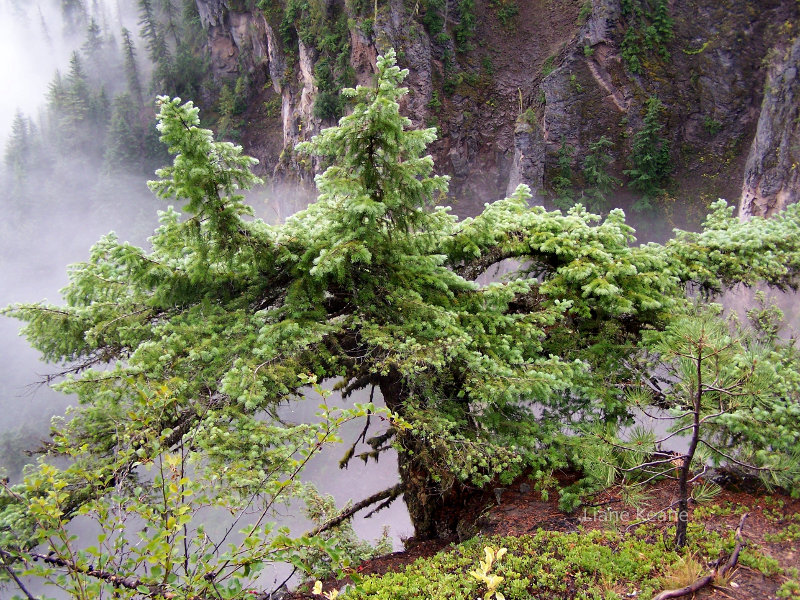 Tree on the edge of a valley in Washington State