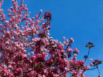 Pink blossoms in...bloom