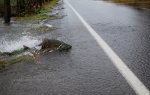 Salmon swimming across the road in Washington State