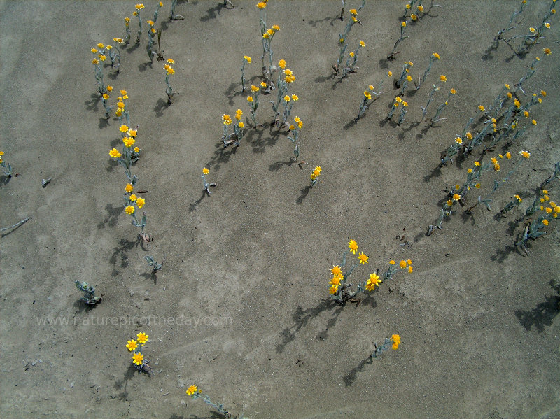 Yellow flowers in a salt flat