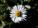 Daisy in London Heralds spring