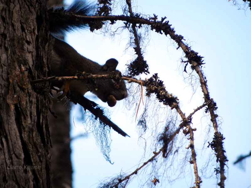 Squirrel With a nut