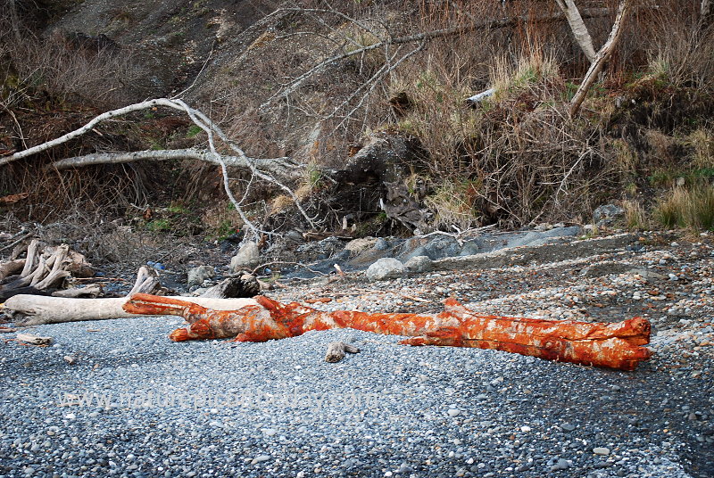 Log and lichen on the Beach in Washington