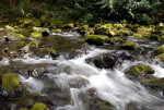 Creek in Washington
