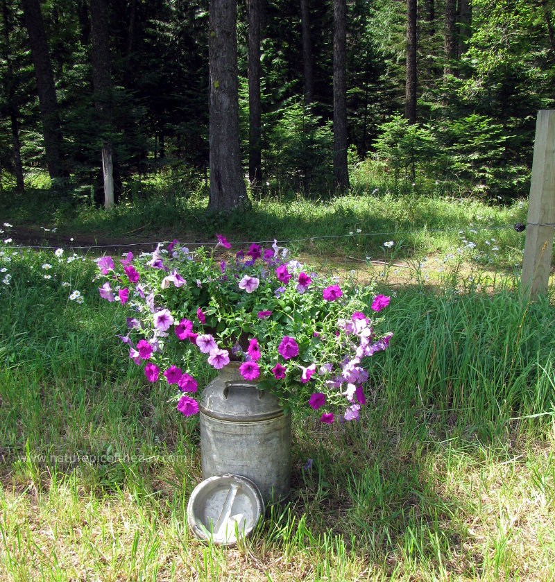 Jug of Flowers in the woods