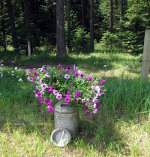 Jug of Flowers in the woods