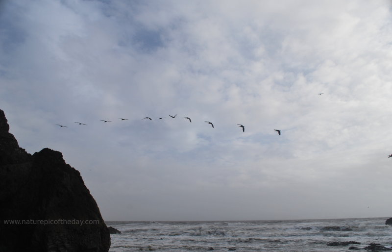 The flock follows the leader along the Washington State coast.