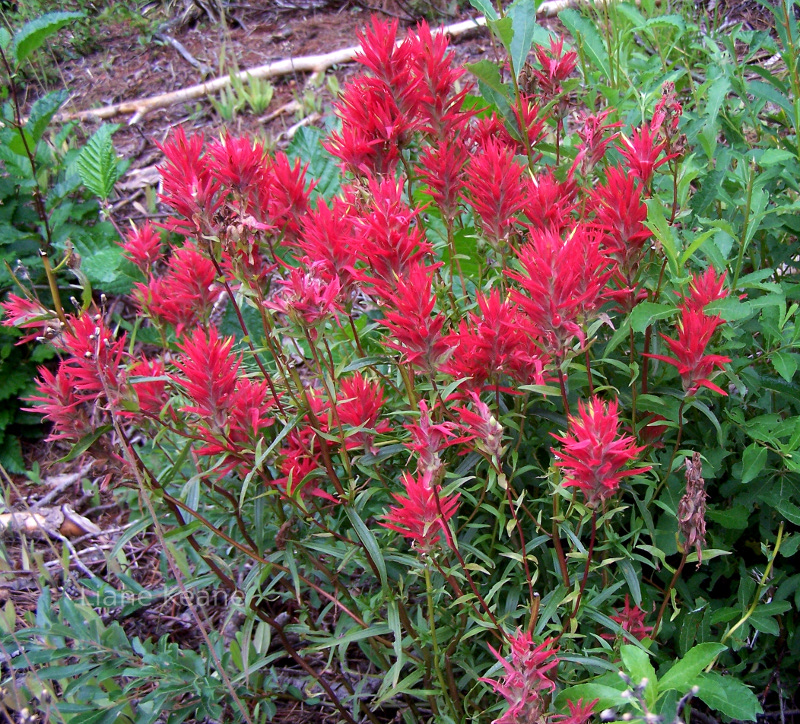 Indian Paintbrush in Montana