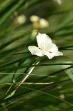 Beautiful Brazilian Flower