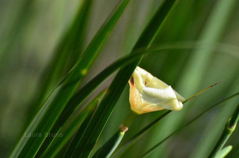 Beautiful white flower in Brazil