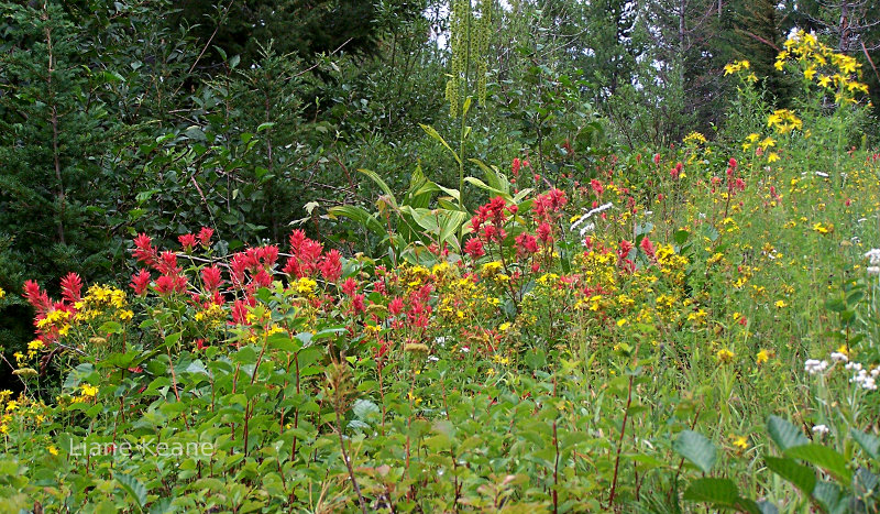 Alpine flowers and paintbrush in Montana